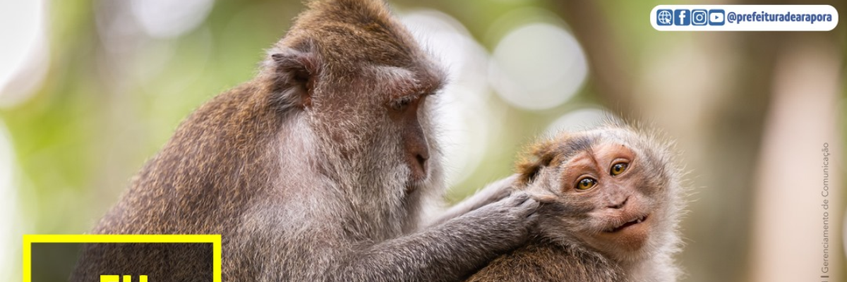Imagem destaque notícia ALERTA FEBRE AMARELA. MACACOS NÃO TRANSMITEM A DOENÇA