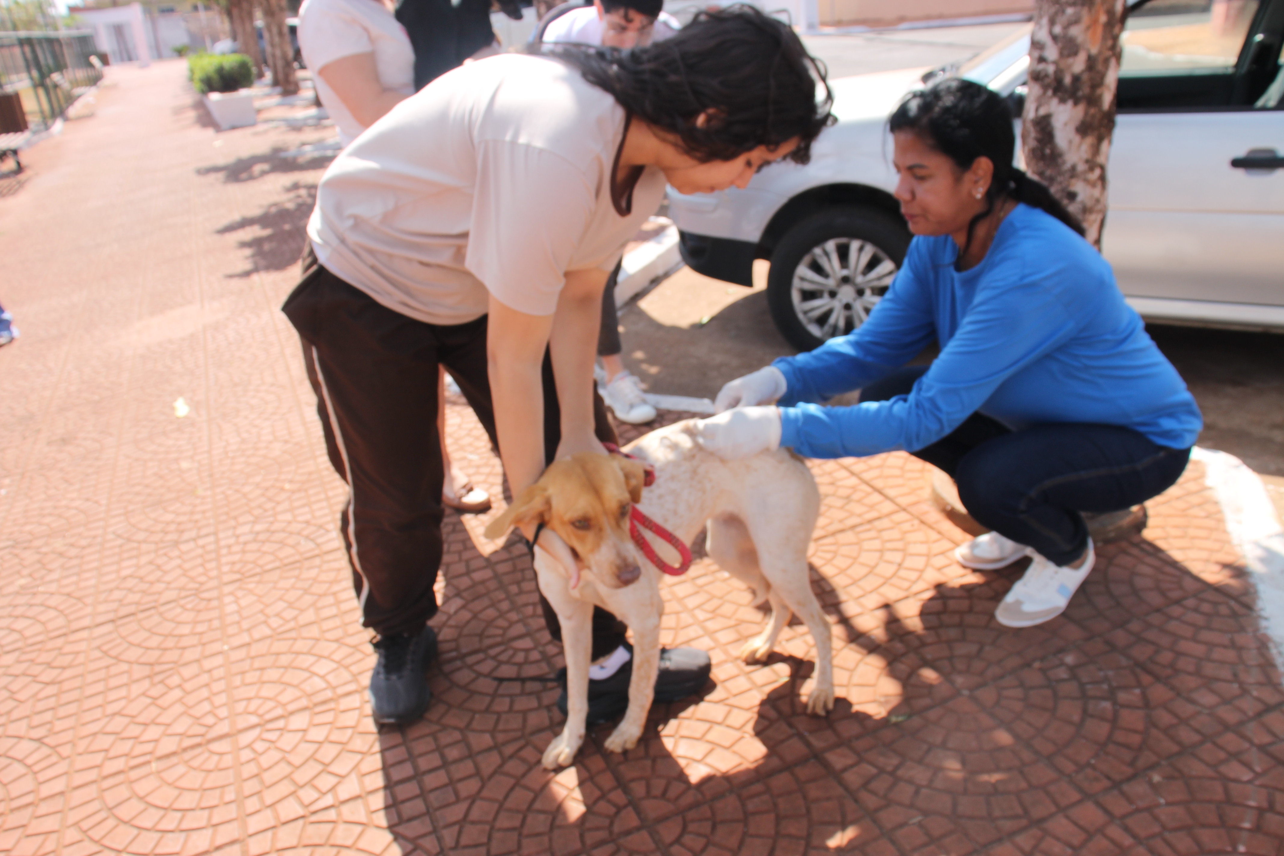 Imagem destaque notícia Prefeitura de Araporã inicia vacinação antirrábica de cães e gatos na zona urbana